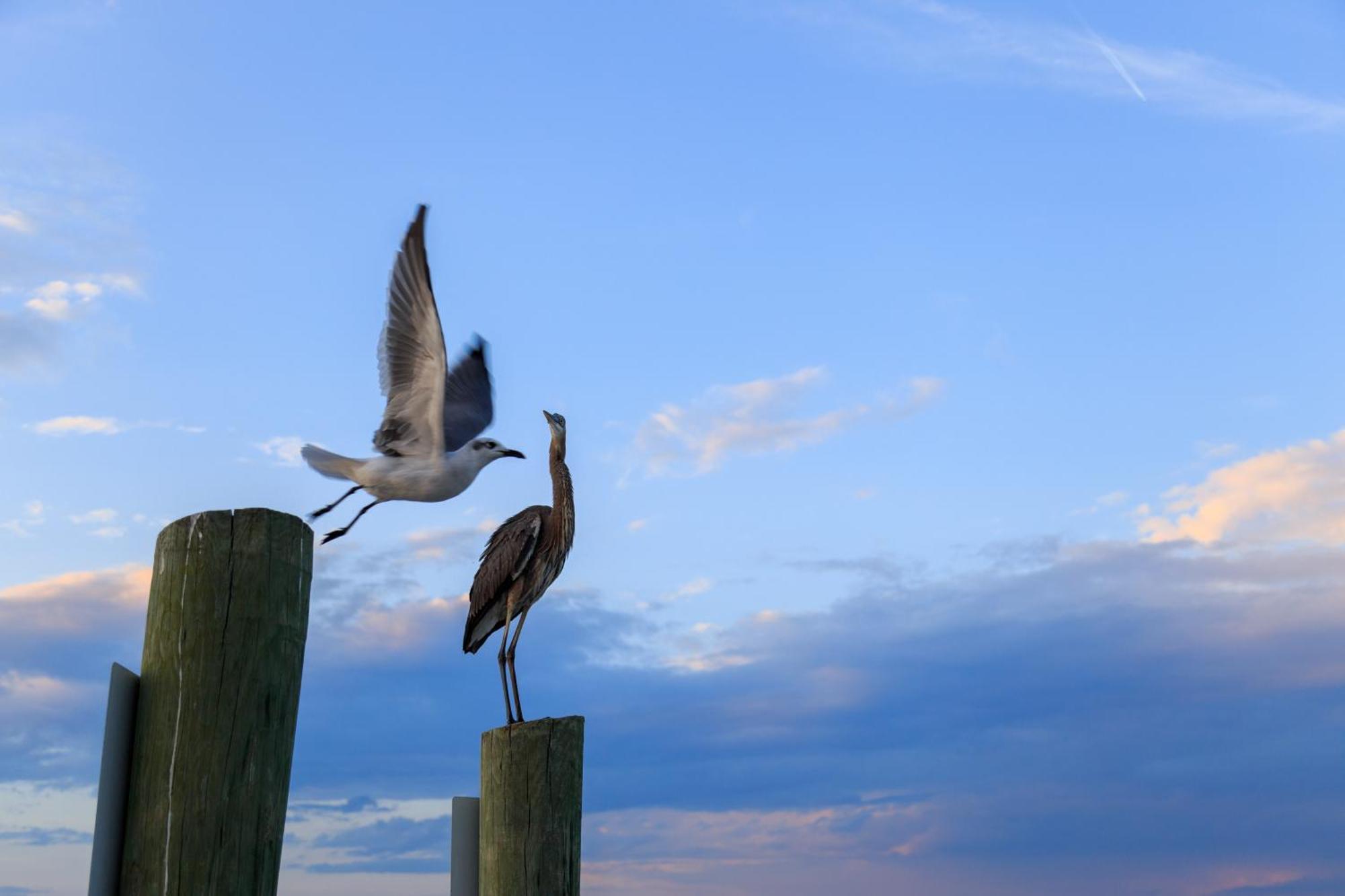Forest Beach Villas Hilton Head Island Quarto foto